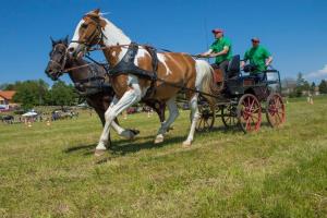 Utrinki iz 2. mednarodnega srečanja kočij in kočijažev na Grabah (8.5.2016) 2